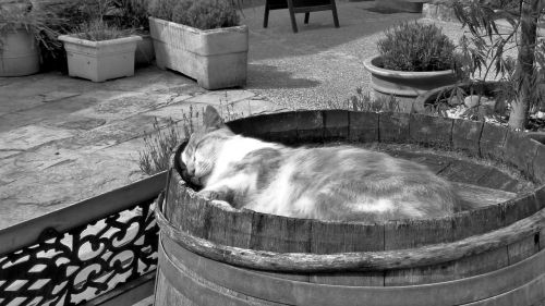 cat black and white barrel