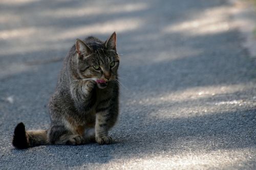 cat tiger cat mieze