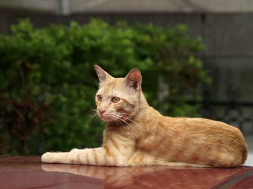 cat roof rest