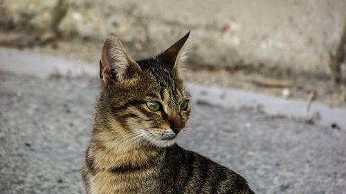 cat stray young