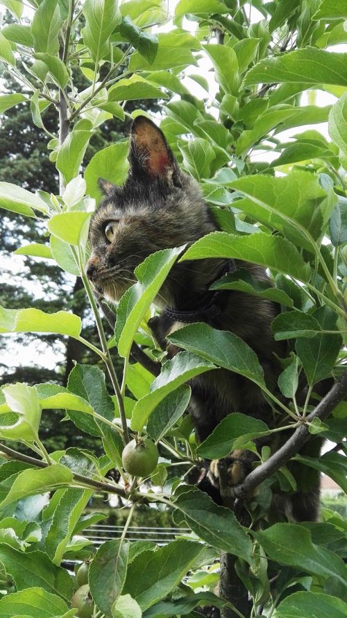 cat tree climb