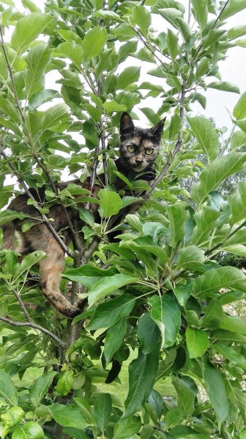 cat climb tree
