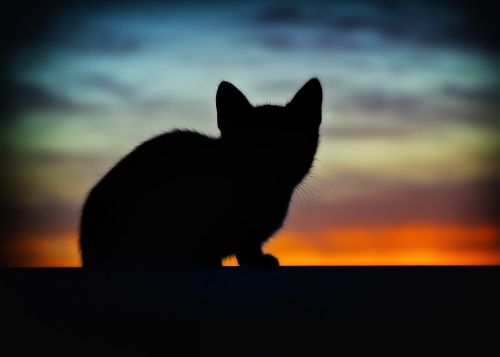 cat animals backlight