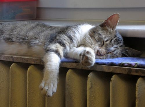 cat sleep radiator