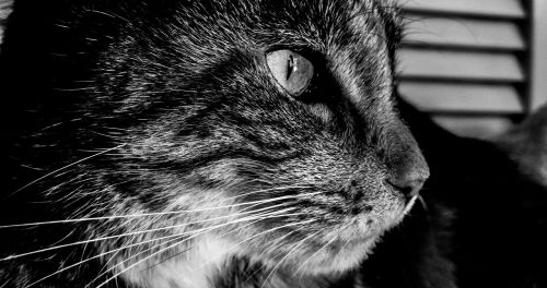 cat feline portrait