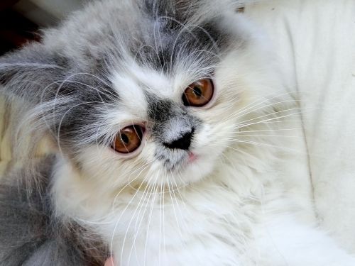 cat persian furry