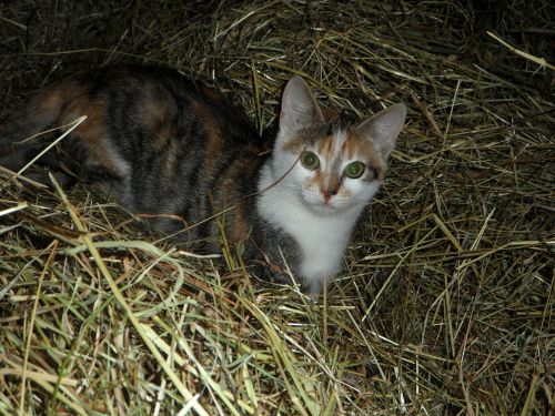 cat farm hay