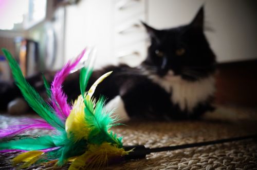 cat toys feather