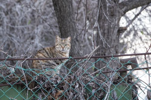 cat nature animal