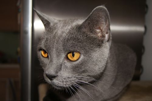 cat grey domestic cat