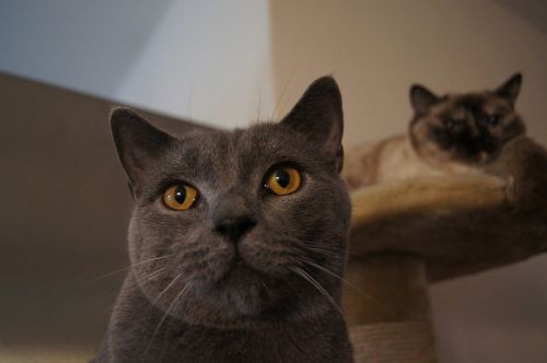 cat grey domestic cat