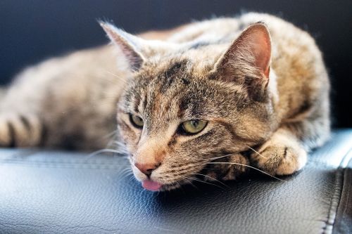 cat tongue fur