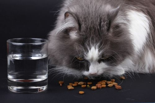 cat food eat
