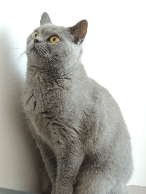 cat home gray