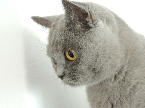 cat gray gentle caress on