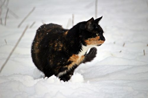 cat kitten snow