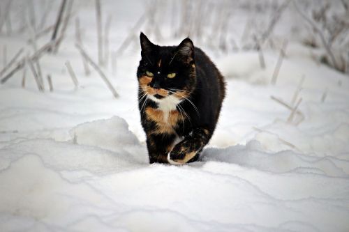 cat winter snow