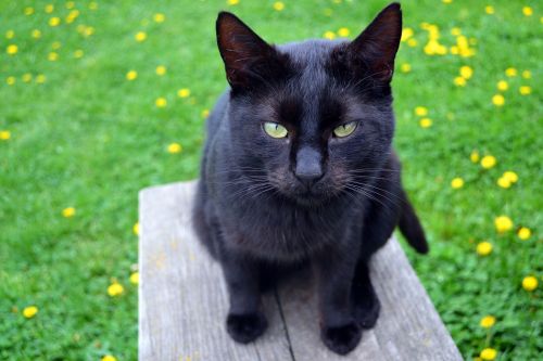 cat black cat kitty