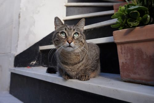 cat italy gray cat