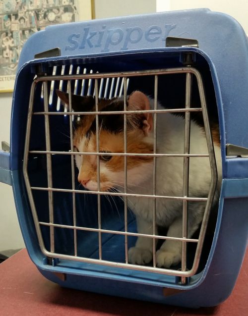 cat carrier animal