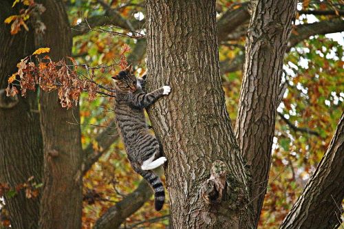 cat kitten tree