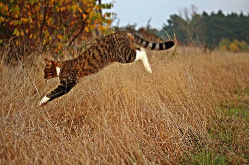 cat tiger cat domestic cat