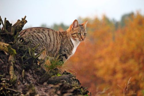 cat mackerel autumn