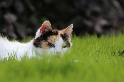 cat grass relax