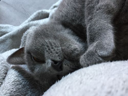 cat grey sleeps