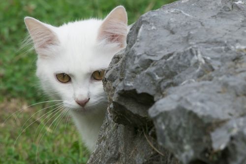 cat white pet