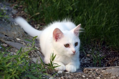 cat white pet