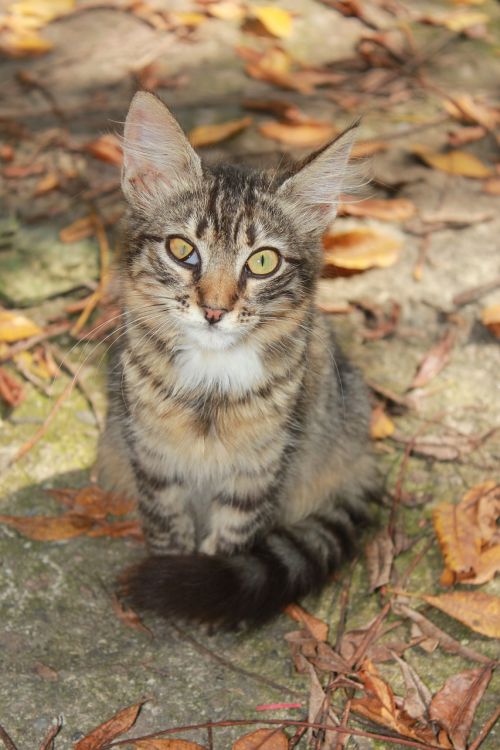 cat backyard tabby