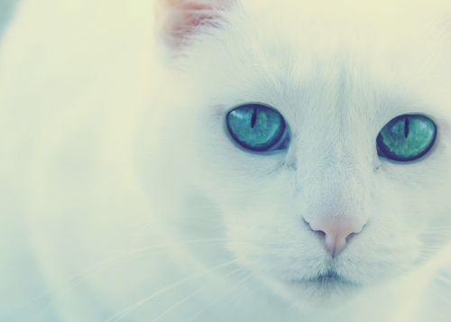 cat green eyes white cat