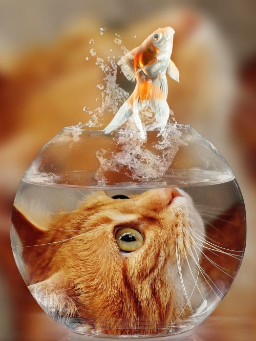cat face goldfish
