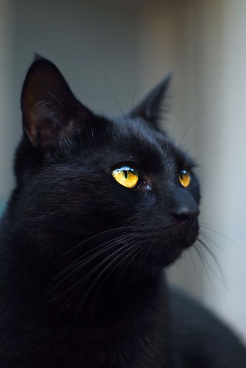 cat black kitty