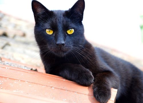 cat black kitty