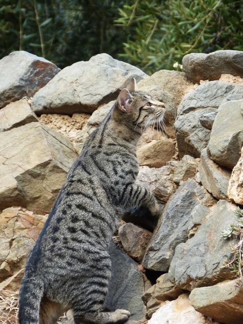 cat stalking climb