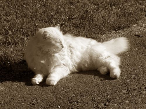 cat white sleeping
