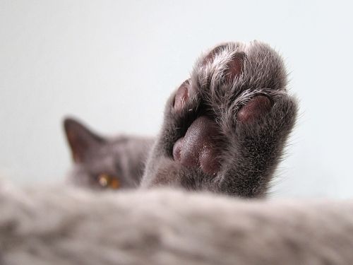cat close paw