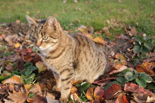 cat autumn grass