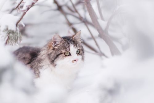 cat tomcat winter