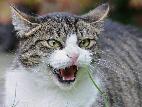 cat feuler angry