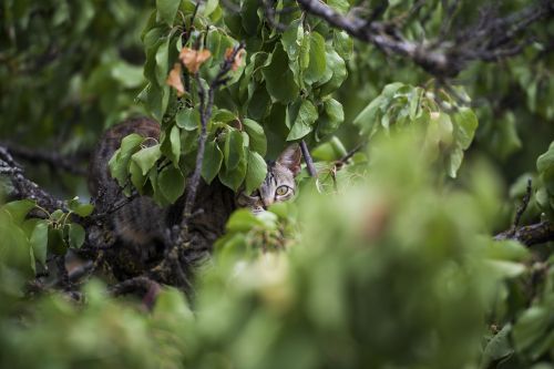 cat tree green