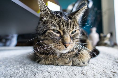 cat relaxed domestic cat