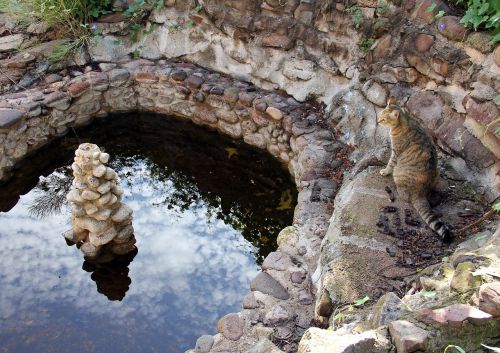 cat pond reflection