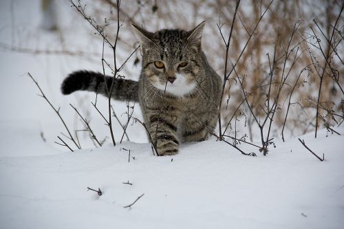 cat animal snow