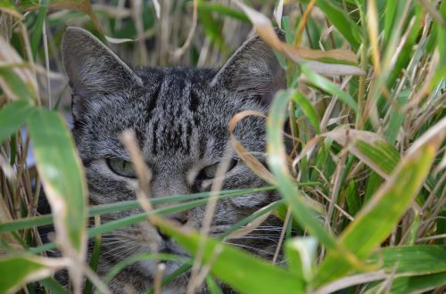 cat bamboo animal