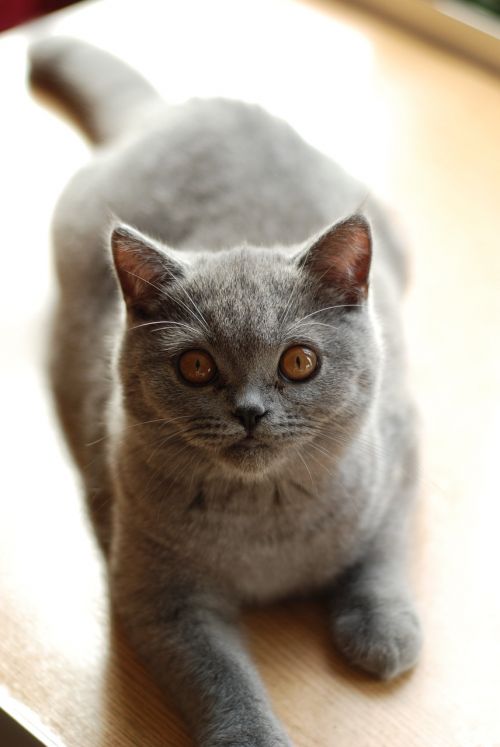 cat british shorthair cat pet