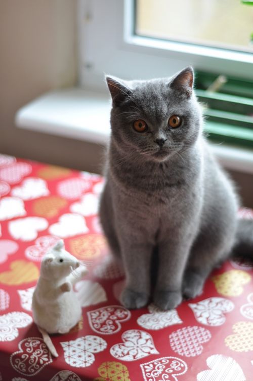 cat british shorthair cat pet