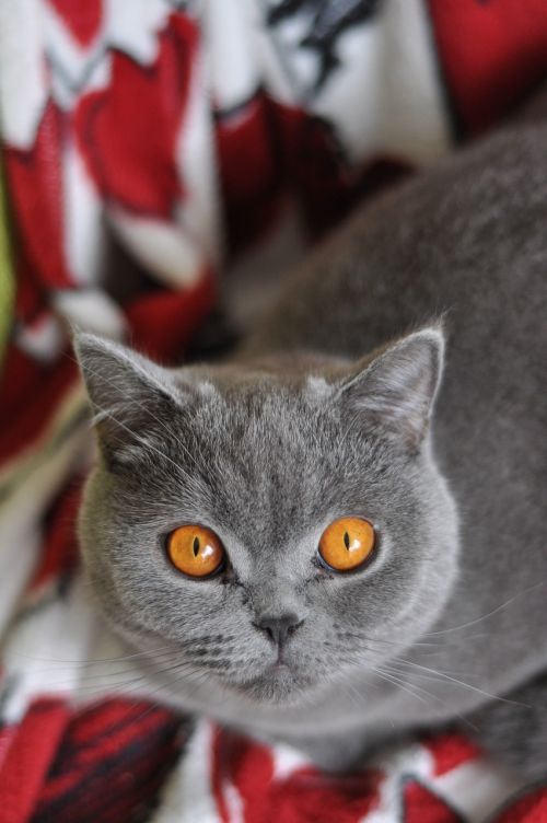 cat british shorthair cat pet